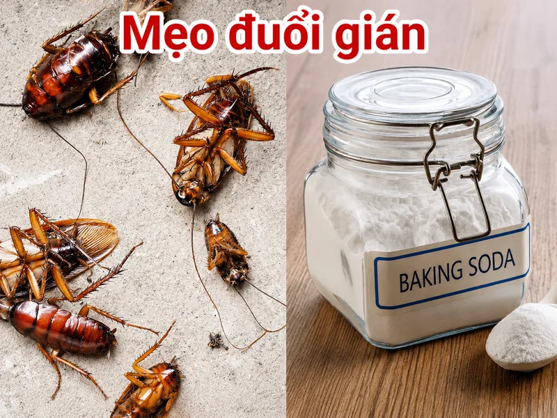 Baking soda, bã cà phê hay phèn chua là những mẹo đuổi gián truyền miệng cần cân nhắc hiệu quả và độ an toàn trước khi dùng.